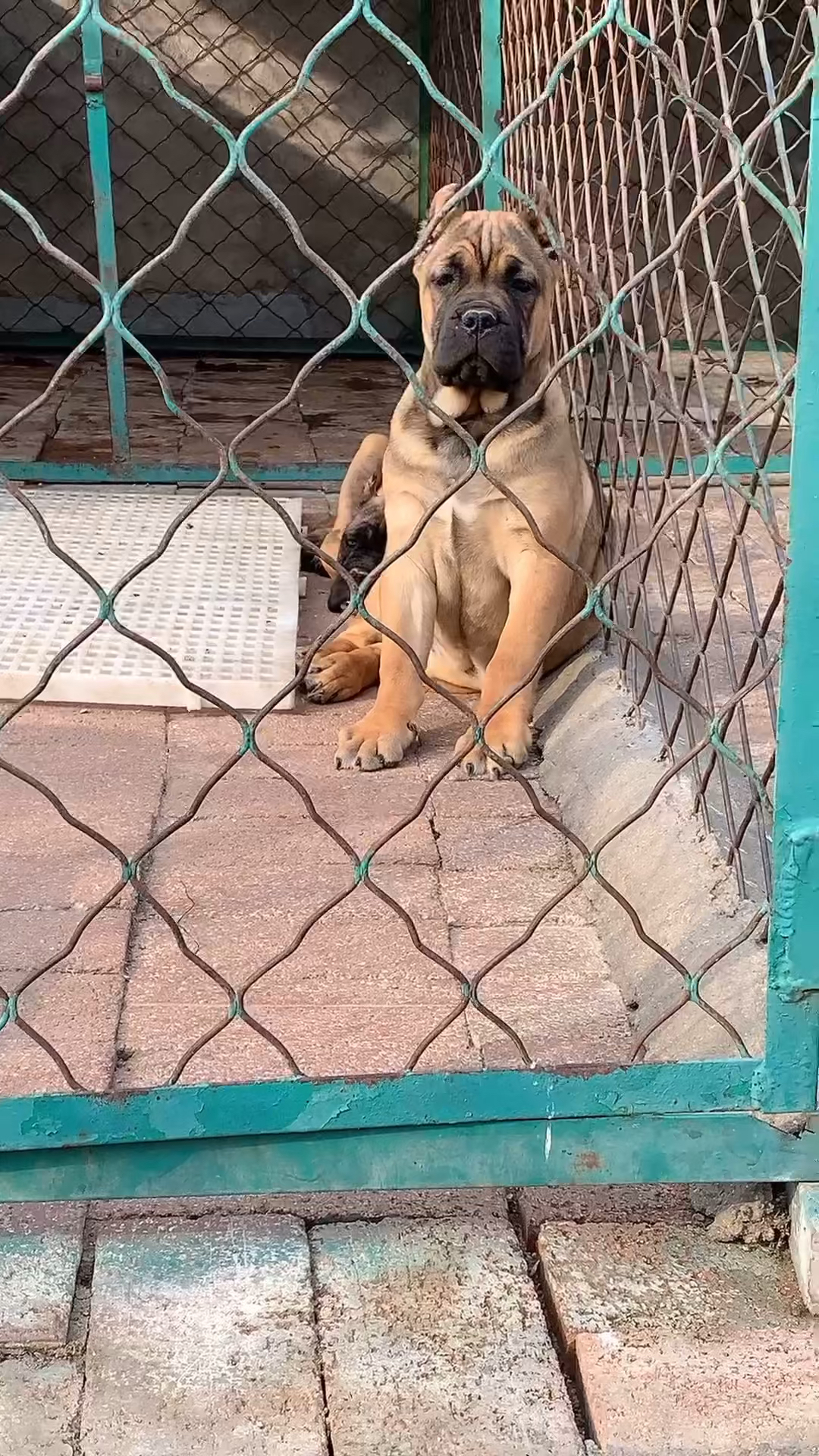 铁面卡斯罗#威严霸气的铁面卡斯罗