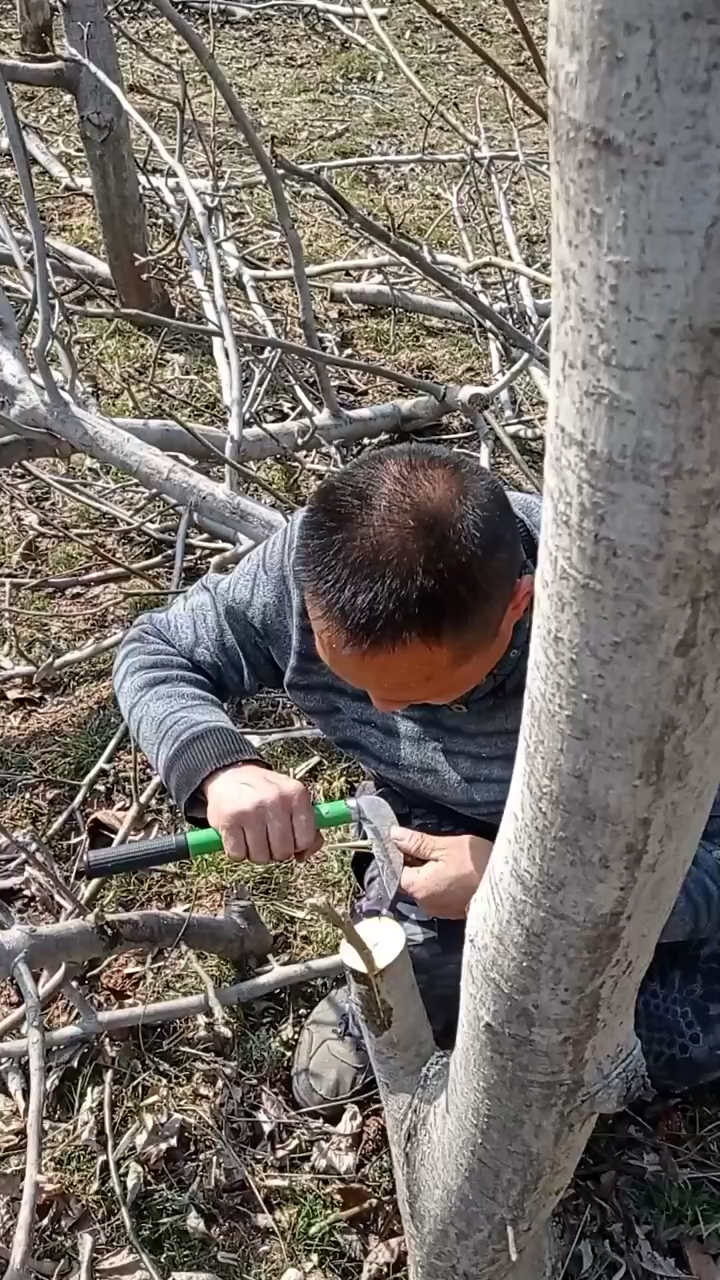 春日小視頻有獎徵集活動核桃樹嫁接老師傅手把手教學1分鐘掌握嫁接