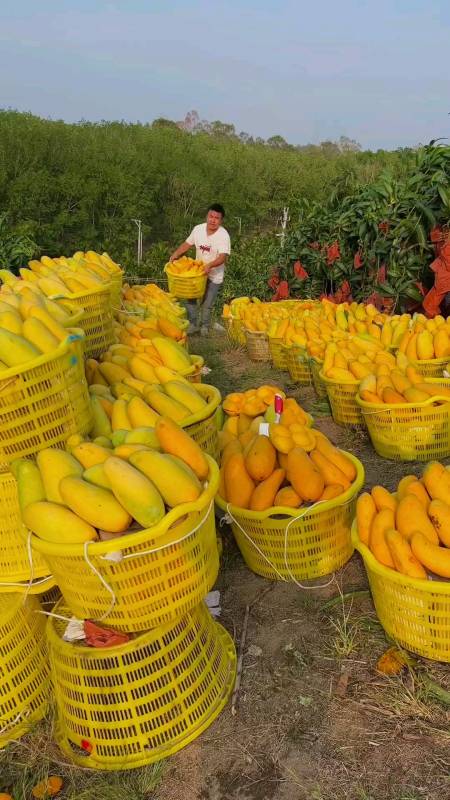 世界上最大的芒果图片图片