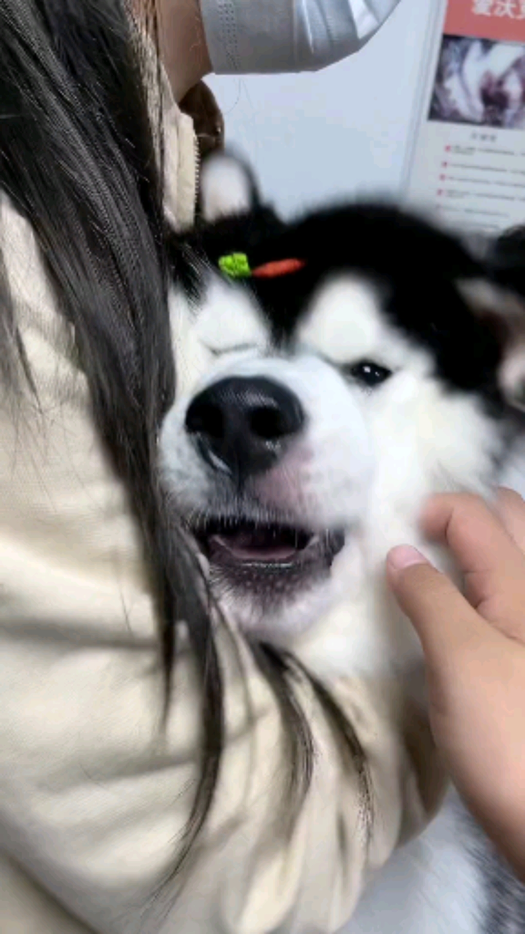 我家萌宠成精了#狗脸都丢光了