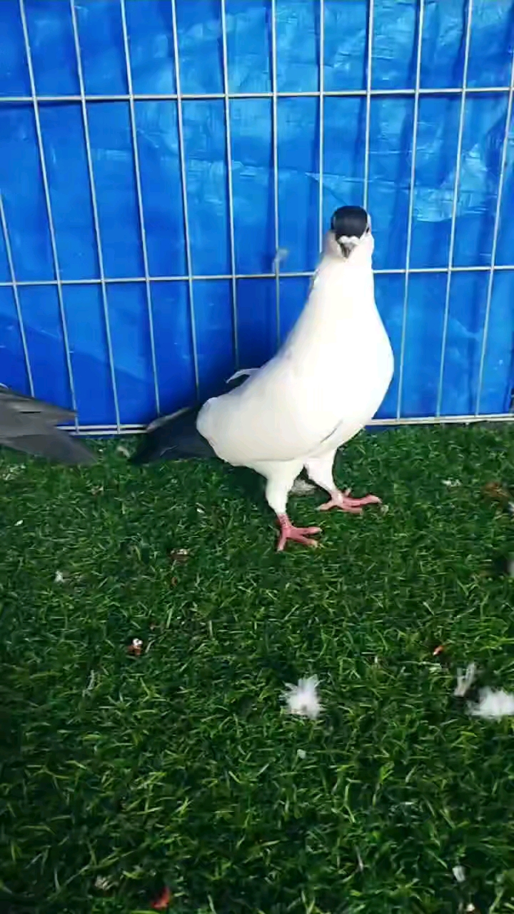 鸽魔#漂亮的铁翅膀点子种鸽.