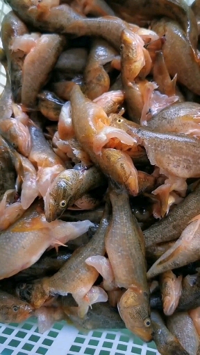 户外捕鱼#抚远野生江鱼