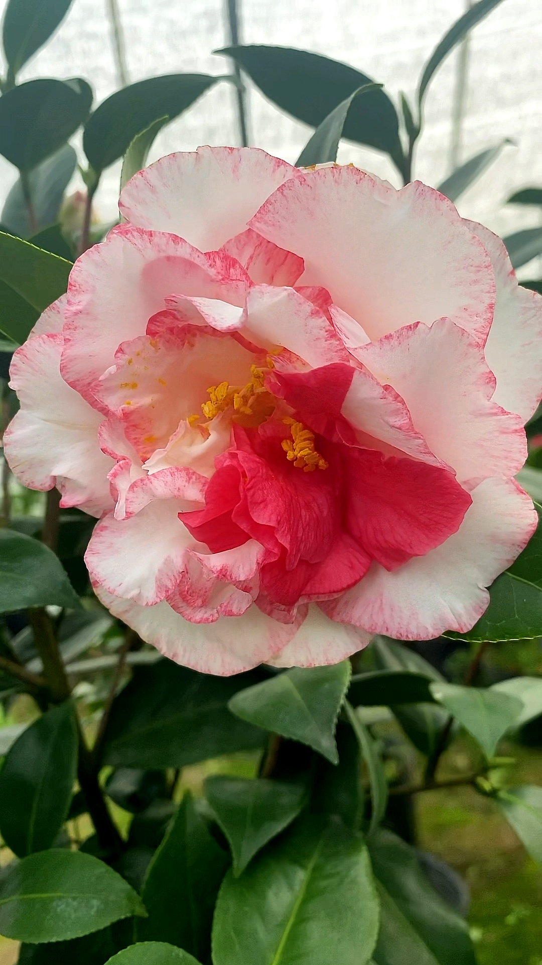 玉面贝蒂茶花开品鉴赏!