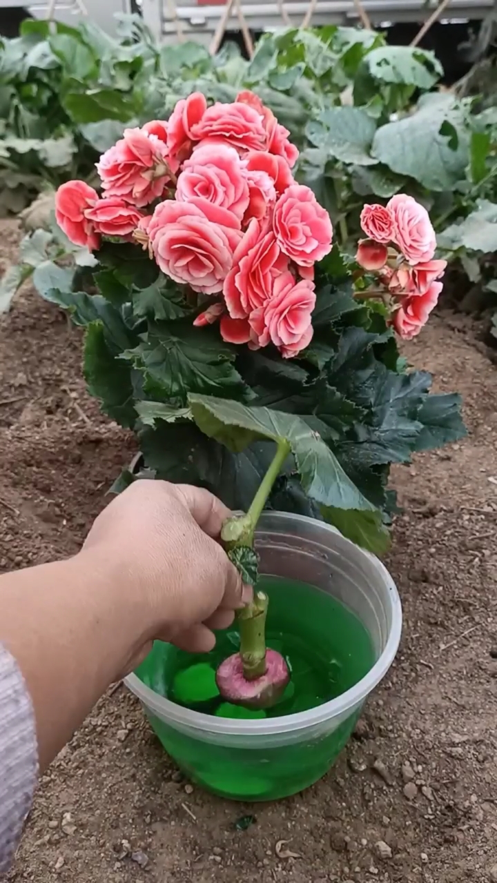 扦插技术#扦插玻璃海棠小技巧,成活率最高