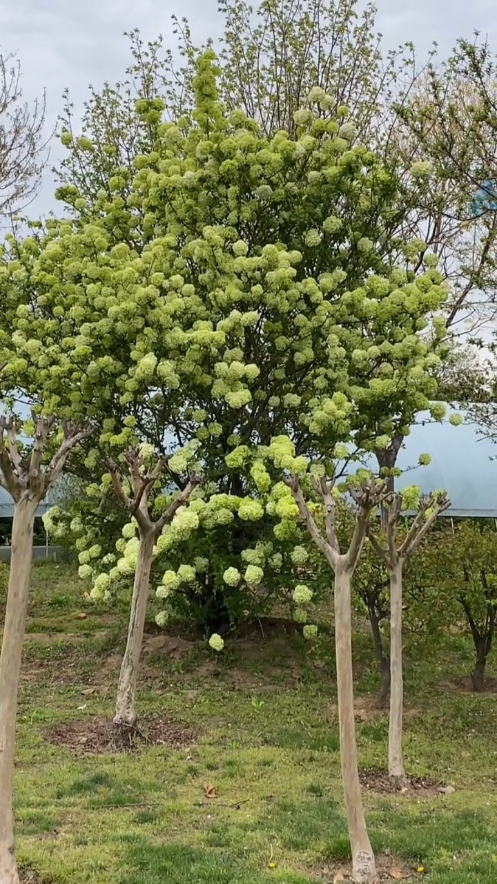 名贵花树中华木绣球耐旱耐寒南北方都可以栽植