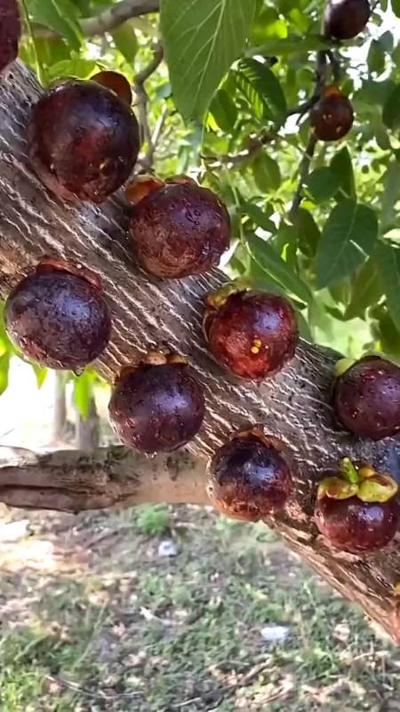 原生态水果,山竹是长在树干上,特别神奇,很多人没见过吧!