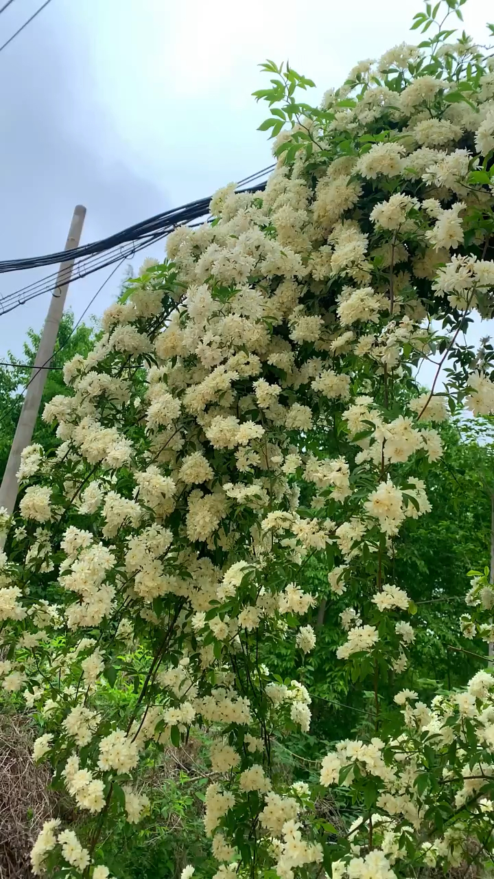 花卉绿植#白木香黄木香