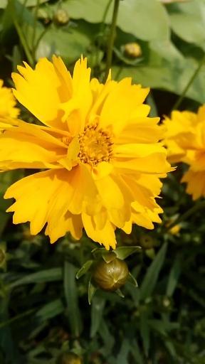 娇黄朵朵花开艳,婀娜多姿醉眼帘.