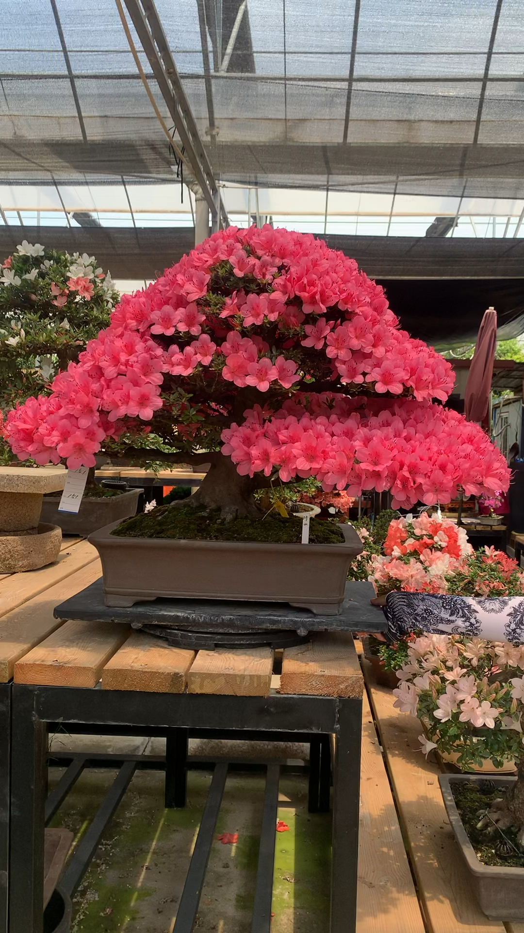 皋月杜鹃#进口皋月杜鹃-珍山.花开的像假的一样-度小视