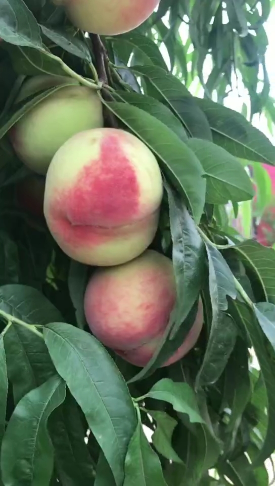 一斤半的秋彤桃树苗,南北方可种植