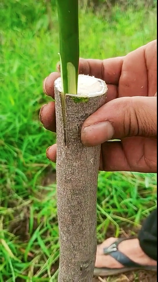 果树插皮嫁接这个方法不错,适合新手操作