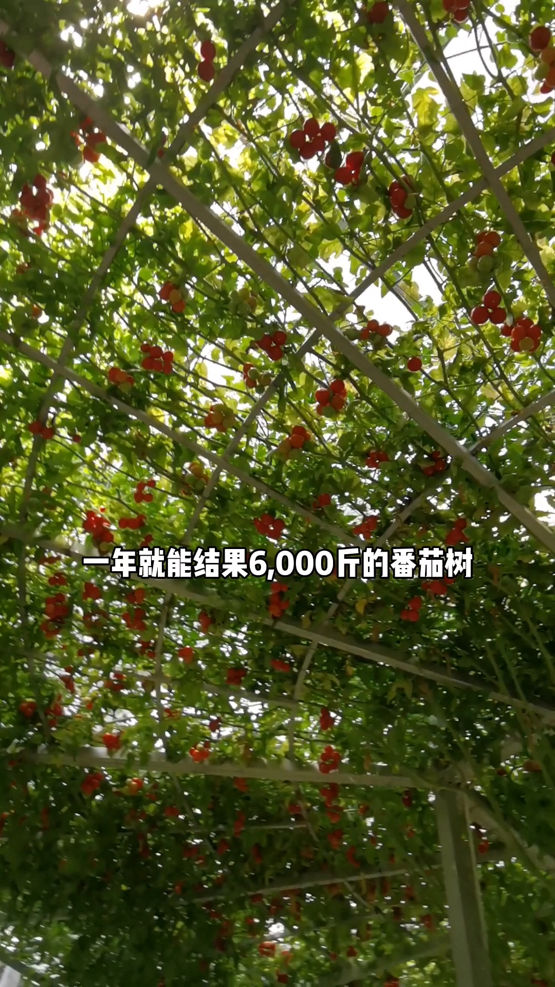 乡村生活一棵番茄一年能结果6000斤这样的西红柿你想吃吗