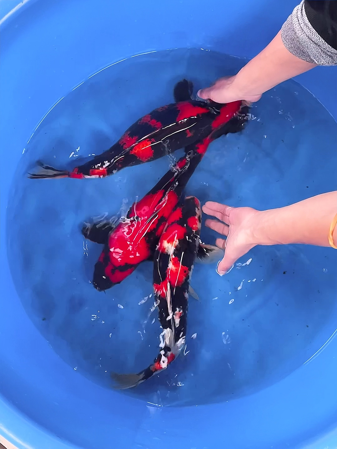 锦鲤#精品绯写昭和锦鲤鱼