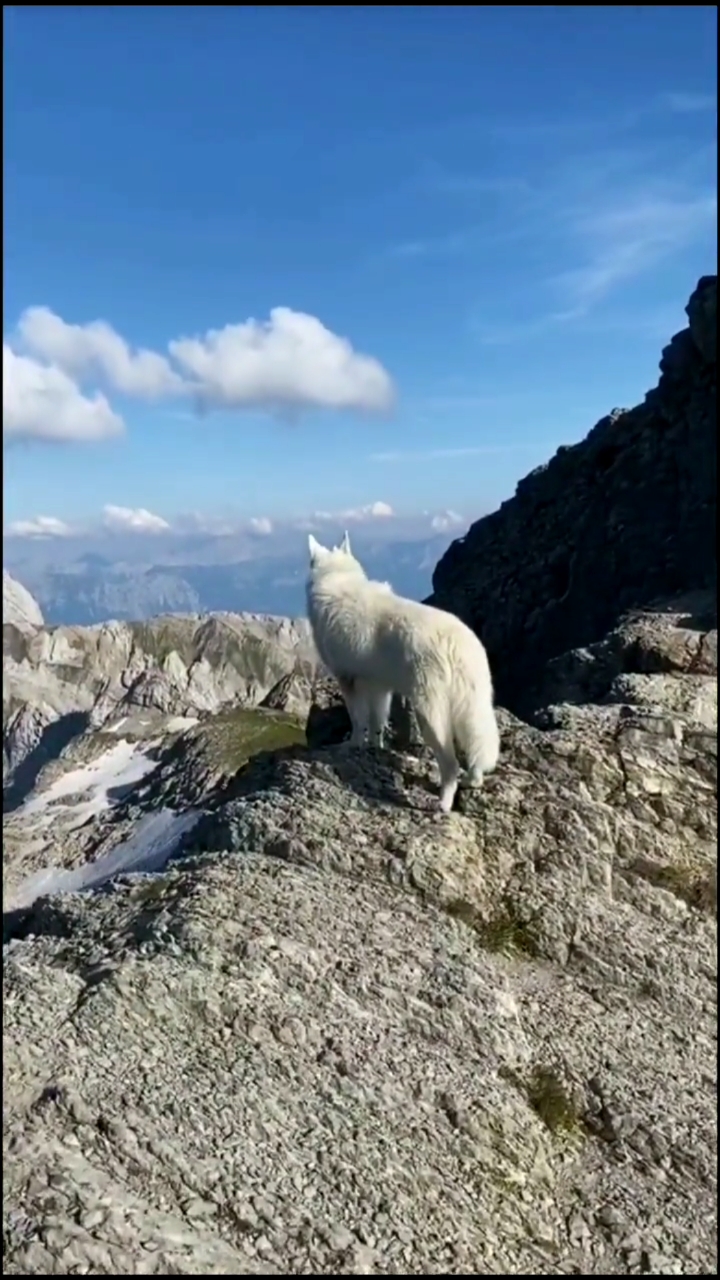 神宠来袭#看这只千年白狐#风景#治愈#萌宠
