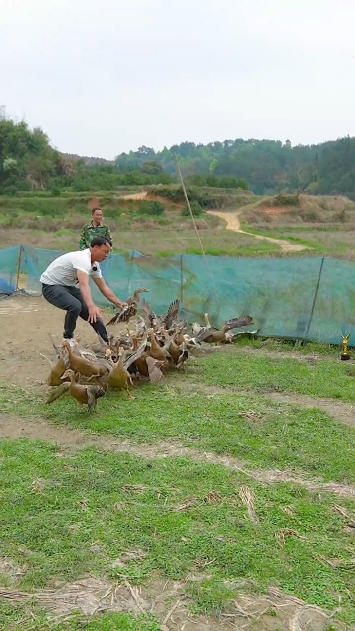 春日野餐好去处#和抓鱼王比赛抓鸭子