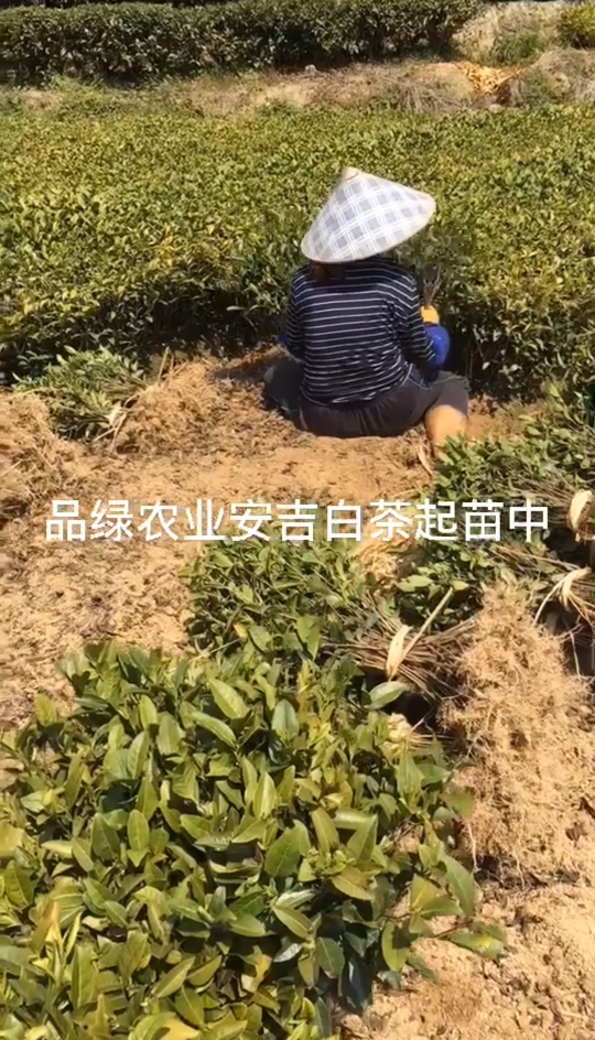 安吉白茶苗##水晶白茶苗#珍珠奶白茶苗