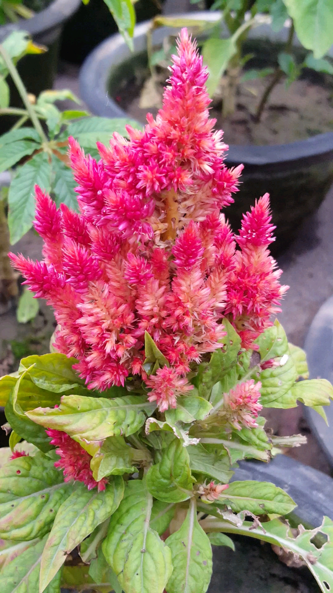 鸡冠花长的美美滴真好看