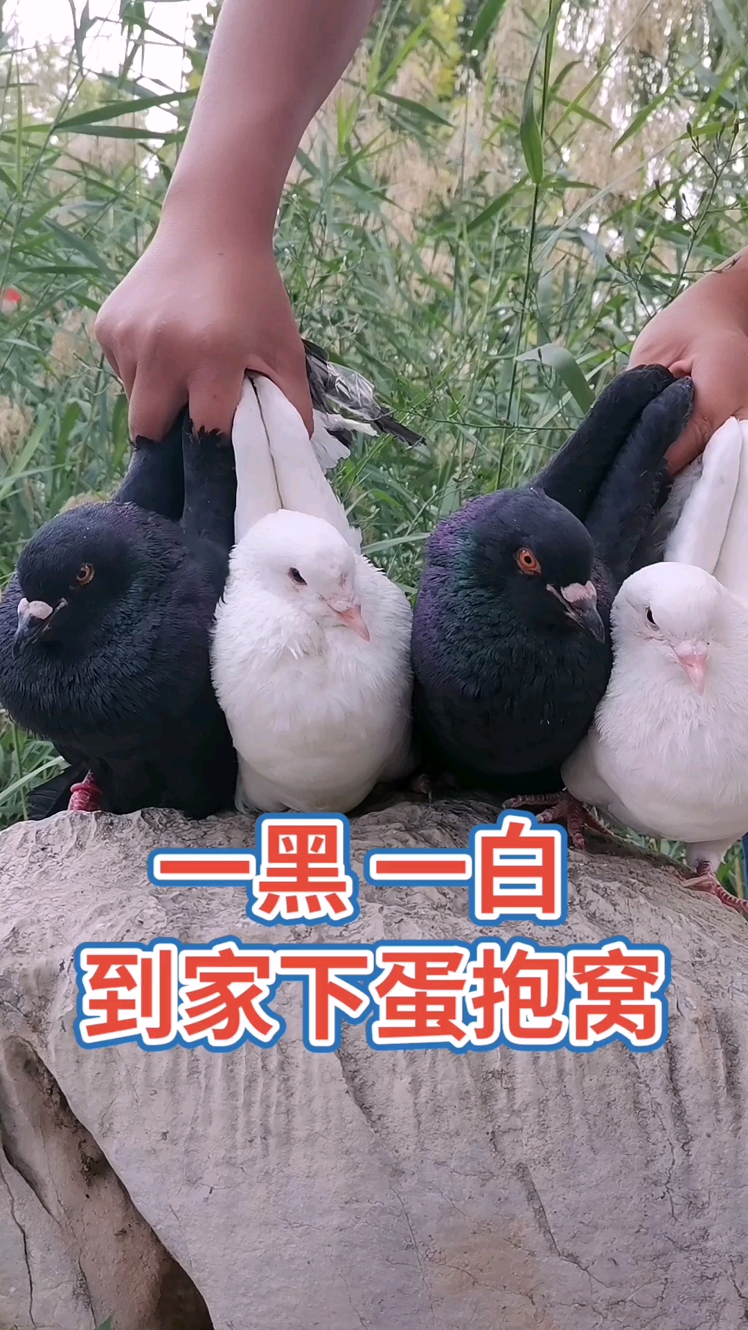 一黑一白到家下蛋抱窝