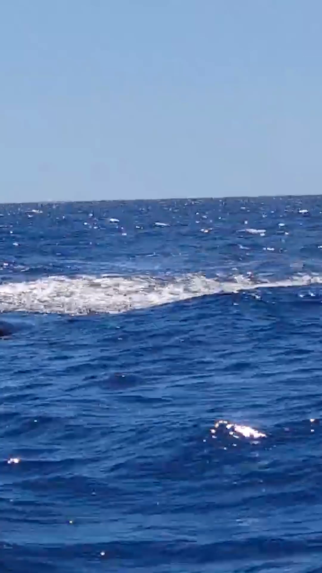 座头鲸捕食海洋座头鲸捕食瞬间