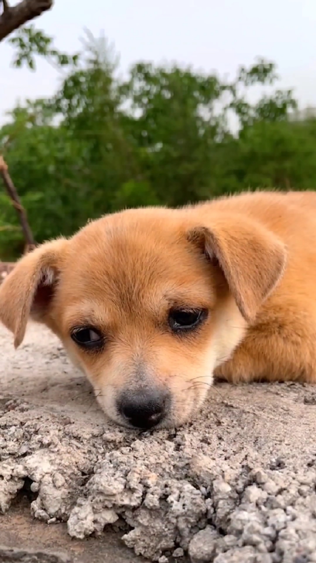 破壳计划#可爱的小黄狗啊