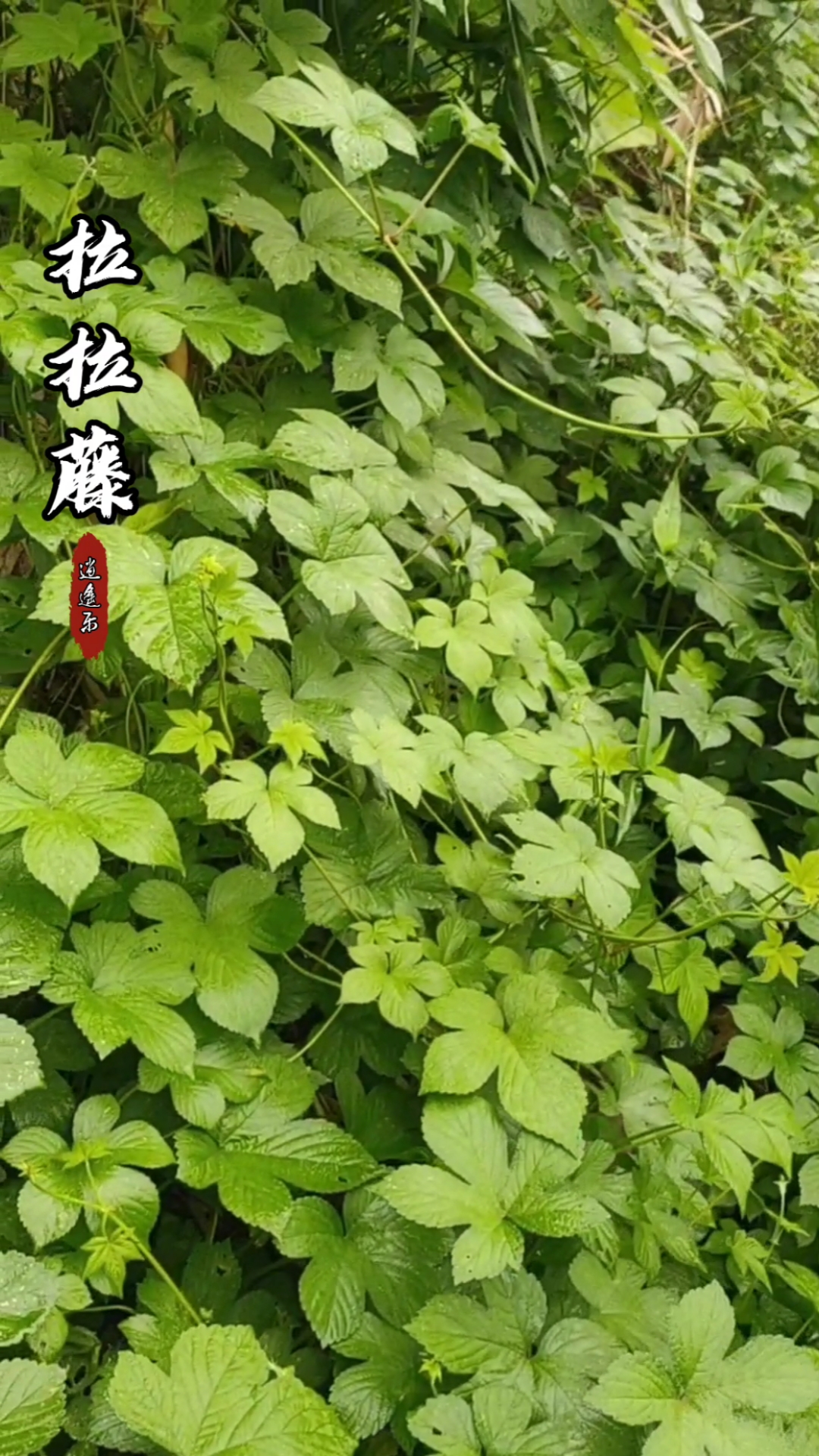 荨麻目桑科植物图片