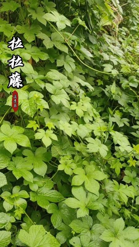 认识中草药#百草中药之拉拉藤,学名葎草,桑科多年生攀援草本植物