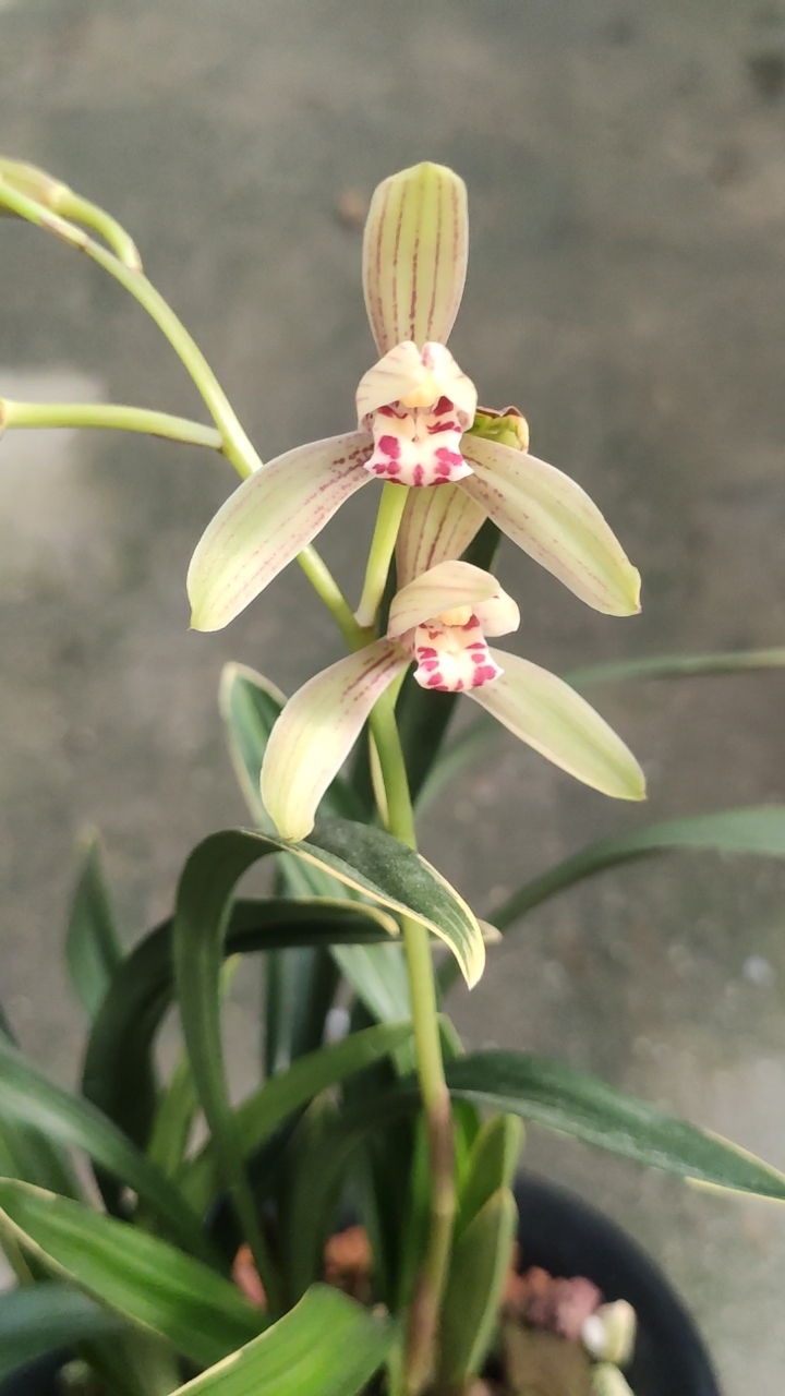 兰花小站#建兰四季达摩盛开了-度小视