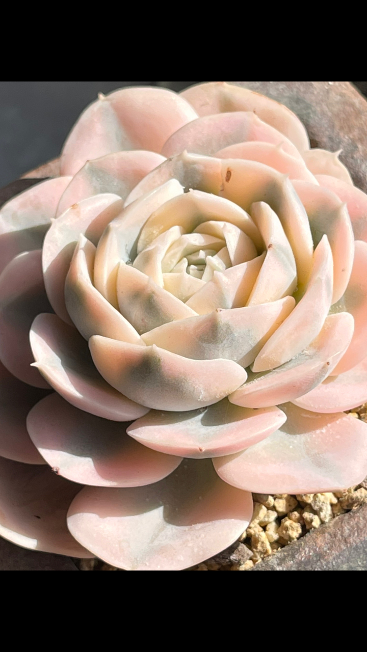 多肉植物#奶油鲁氏锦美不美!