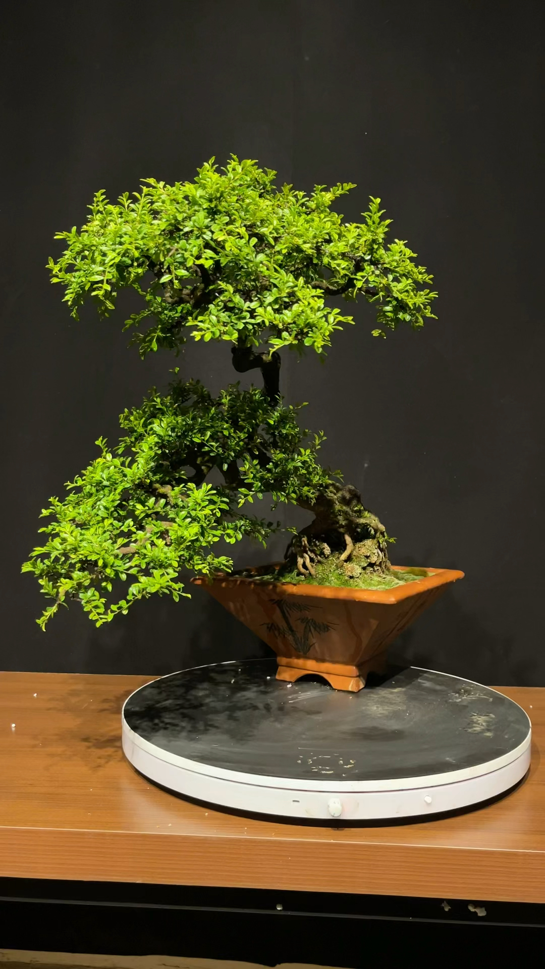 铁马鞭老桩