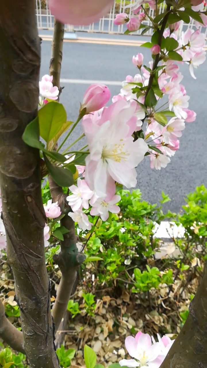 我和春天有个约会#路边的海棠同样精彩