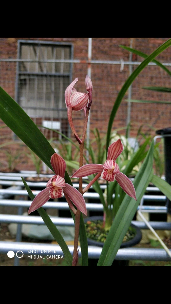 满堂红建兰兰花闽众兰花一花一世界养兰人