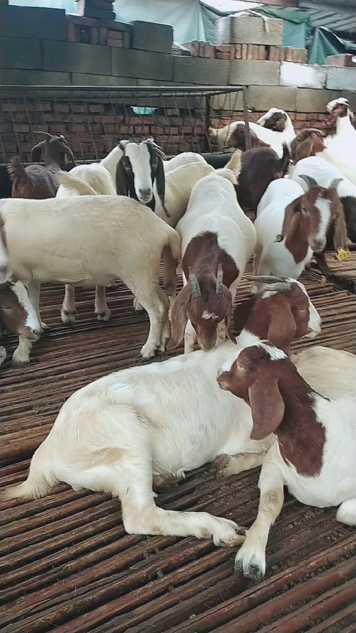 纯种波尔山羊头胎二胎怀孕母羊