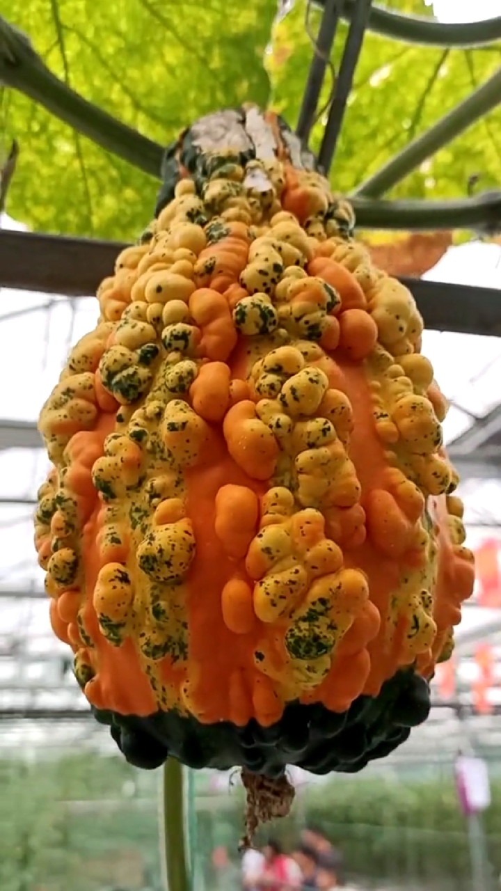 三农新科技#癞蛤蟆瓜嫁接,女孩吃了美容,男孩吃了长长.-全民小视频