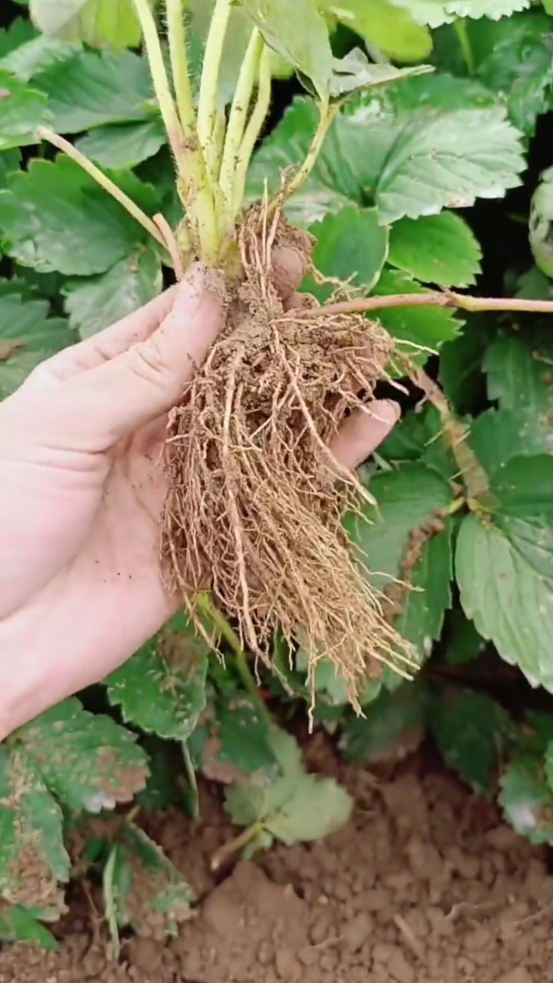 根系发达苗木粗壮移栽成活好的奶油草莓苗