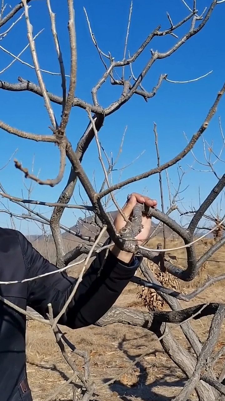 板栗树冬季修剪