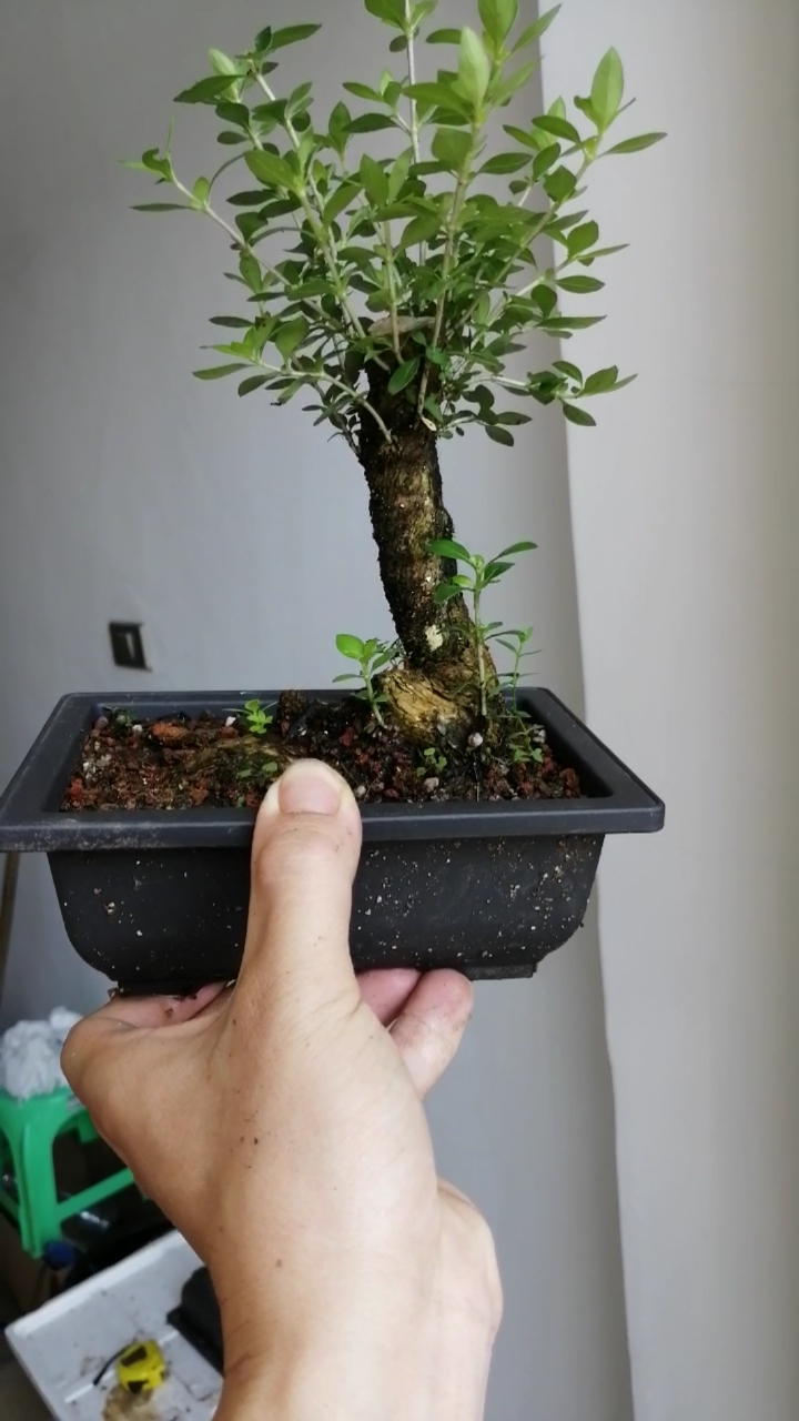 盆景#大拖根六月雪