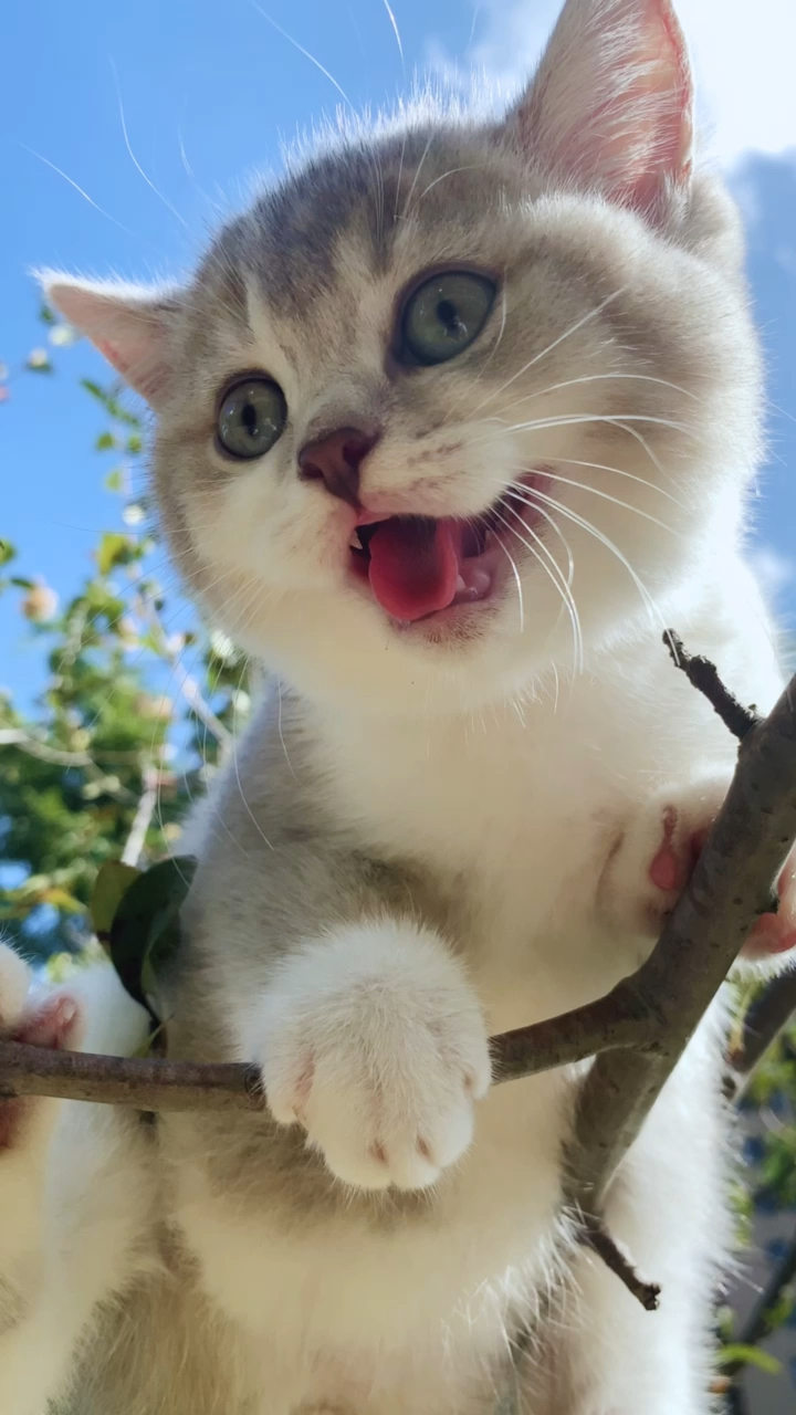 小小爱宠萌化你#可爱的小猫咪