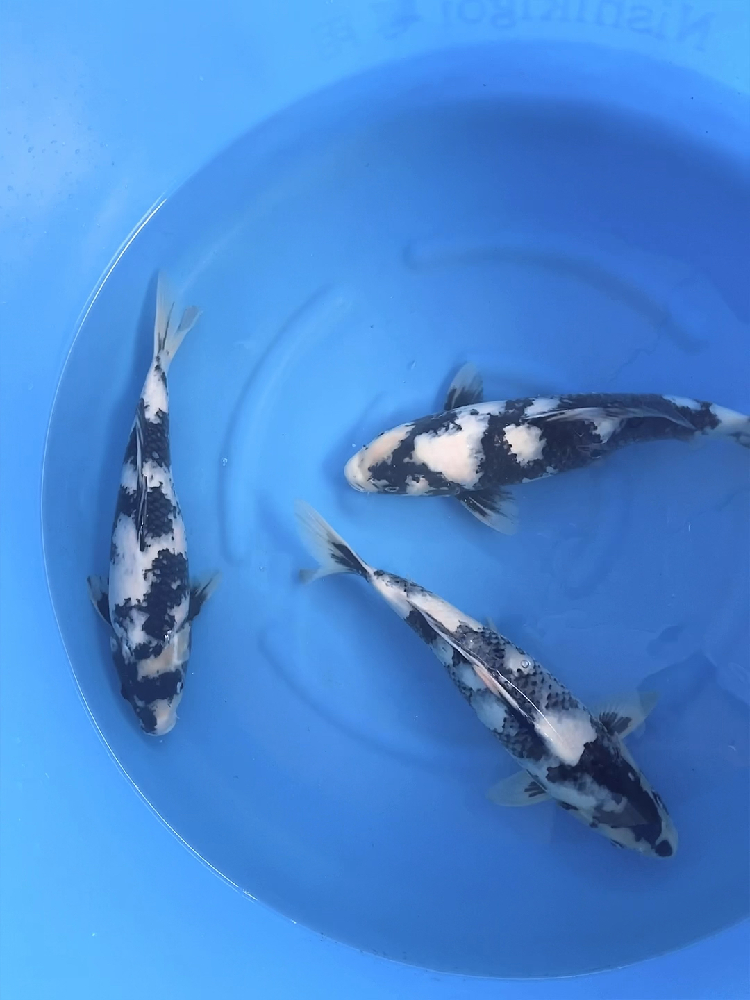 锦鲤#赛级白写锦鲤鱼,水中水墨画-度小视