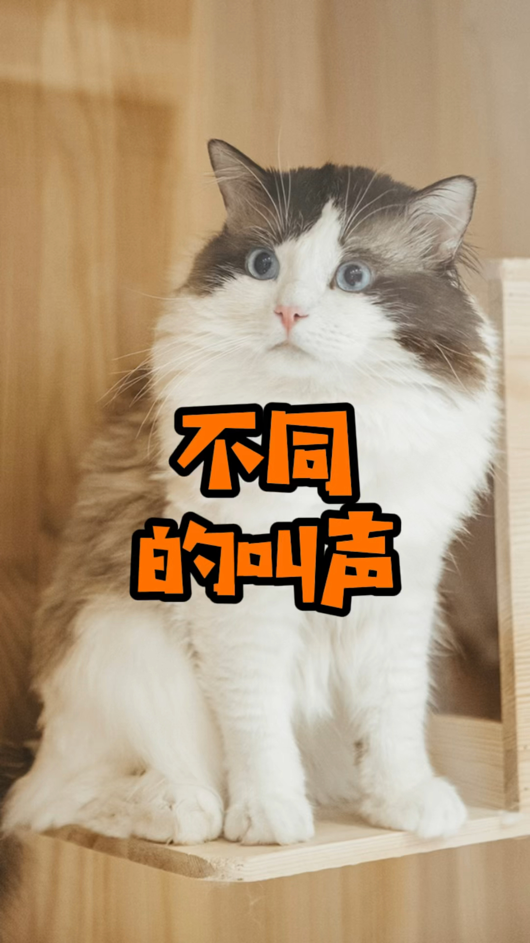 猫小猫咪的叫声也的千奇百怪的