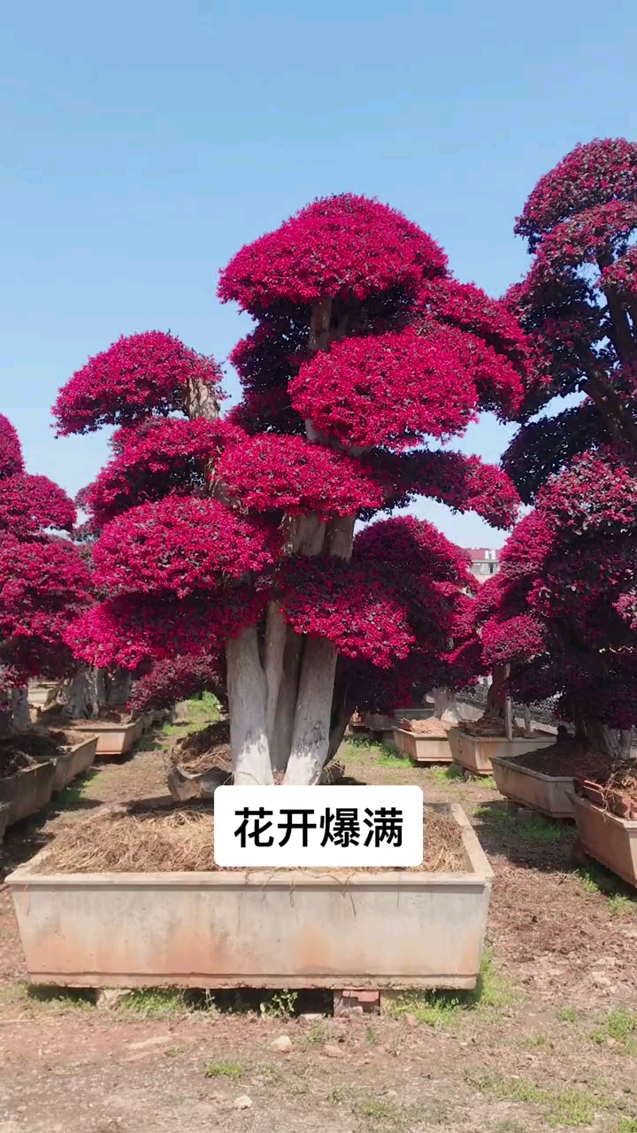 红花继木造型树,四季不落叶,一年两季开花,适合庭院别墅农家小院栽植