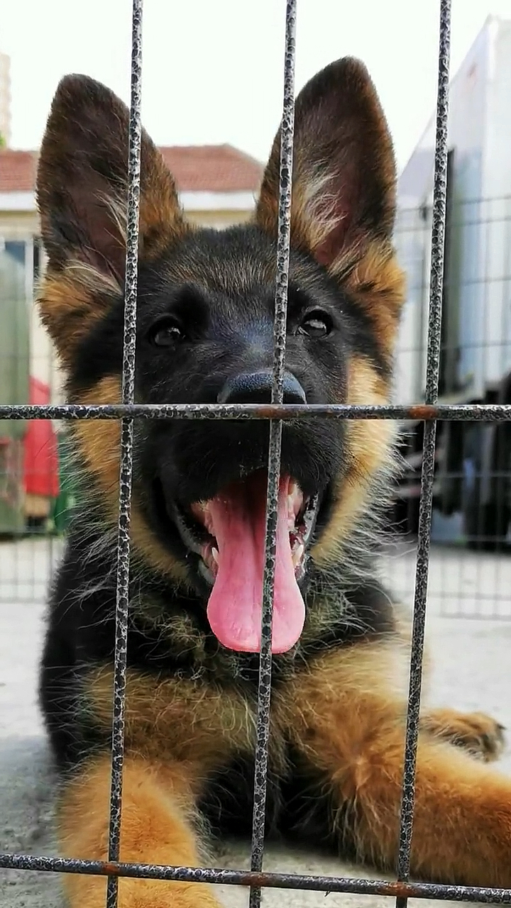 德国牧羊犬#黑脸德牧