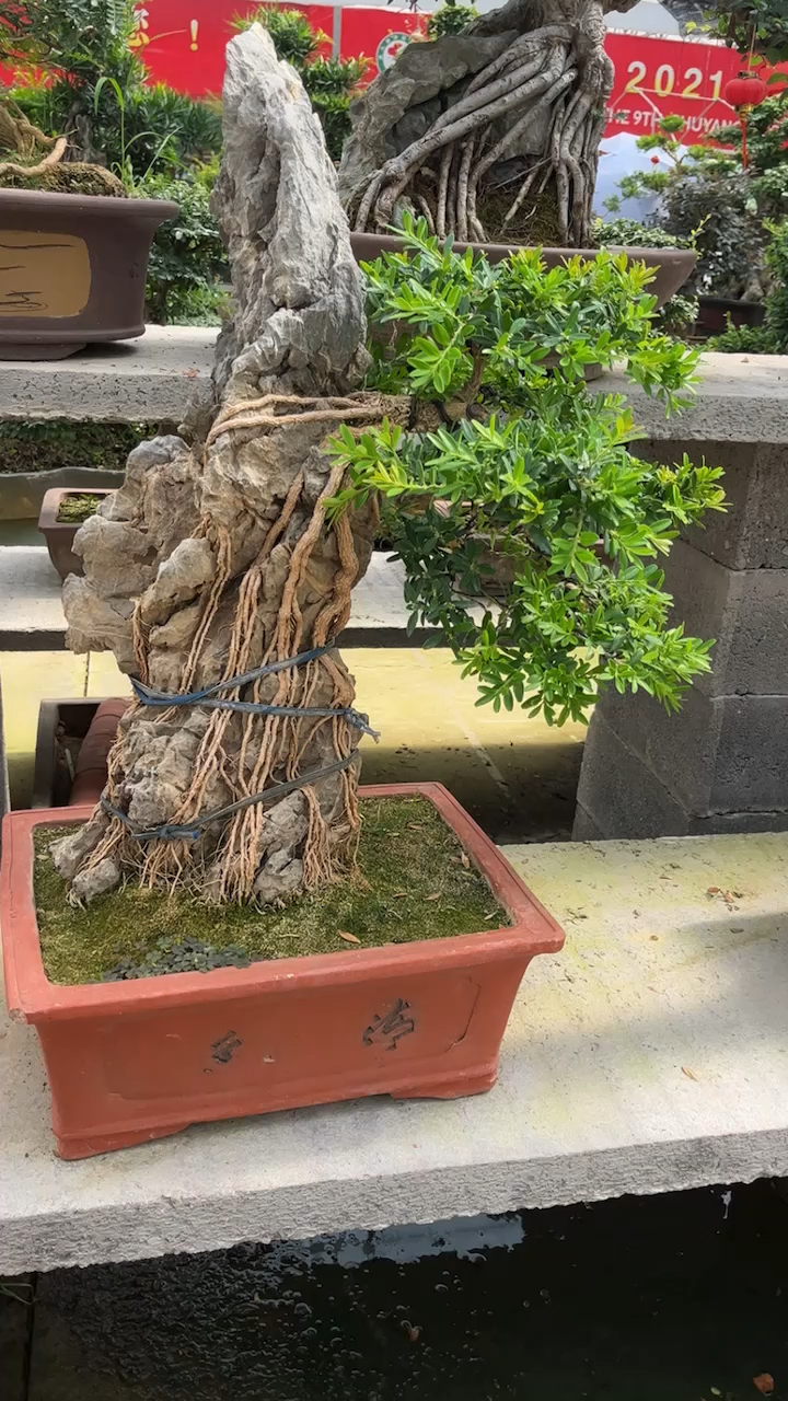 提根黄杨,而且还抱石!