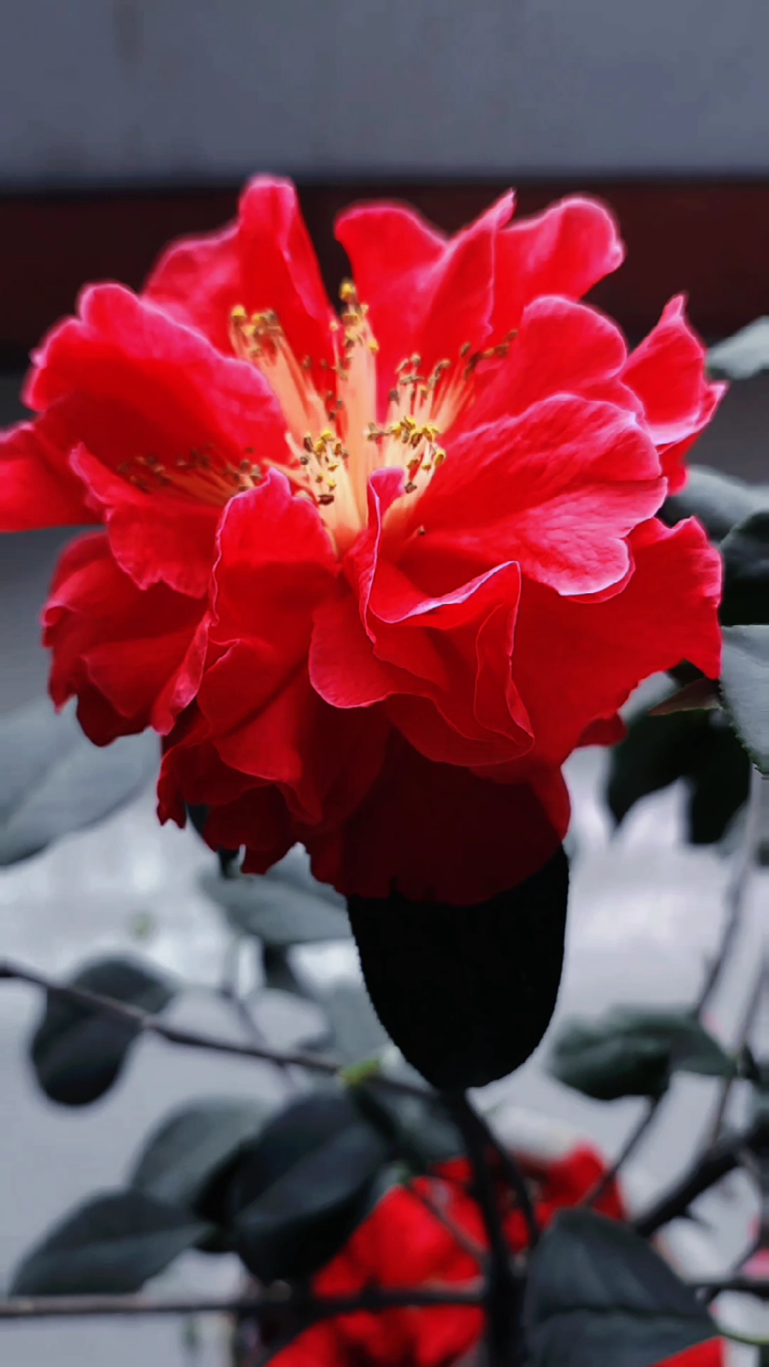 茶花巨型花开花深红色.