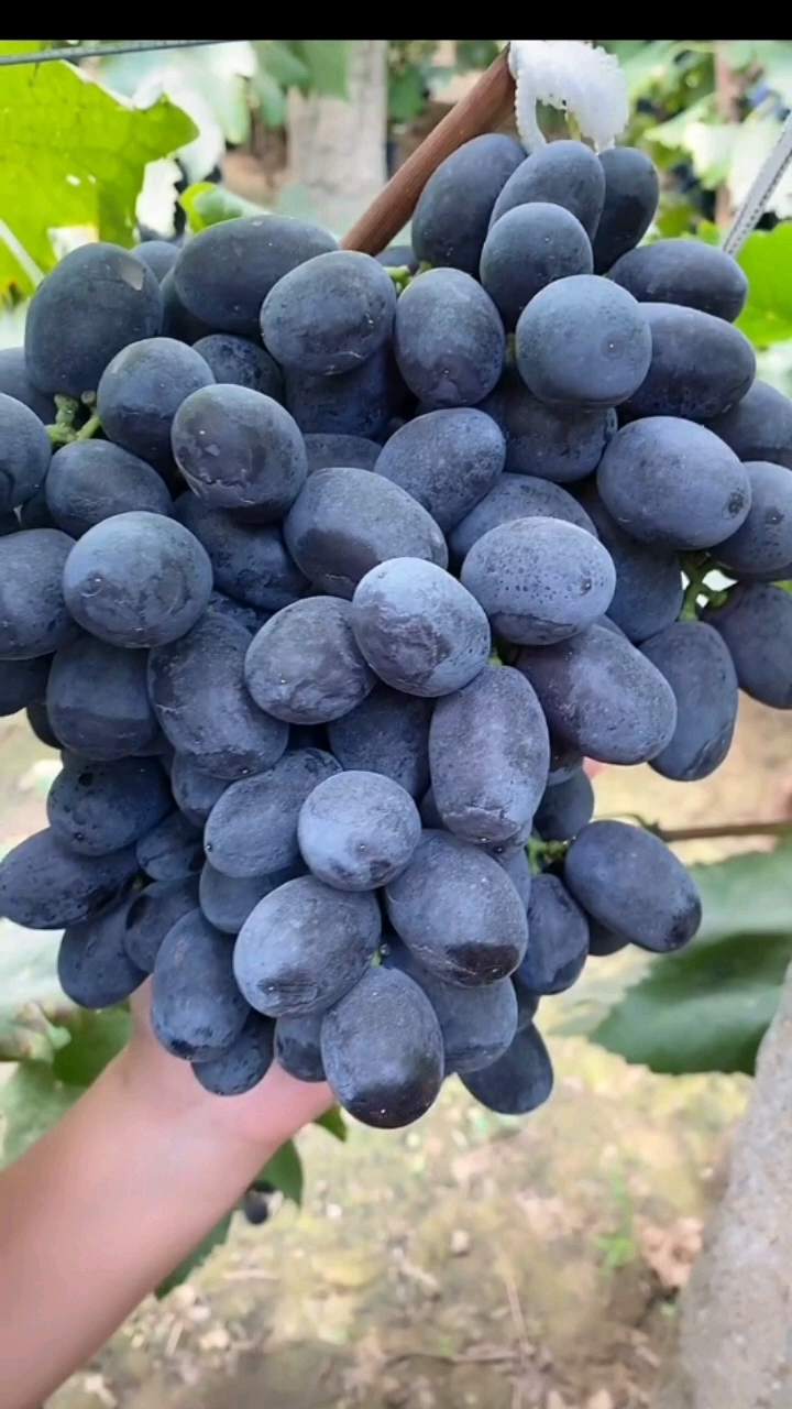 优质农产品#无籽黑葡萄新鲜黑提子.