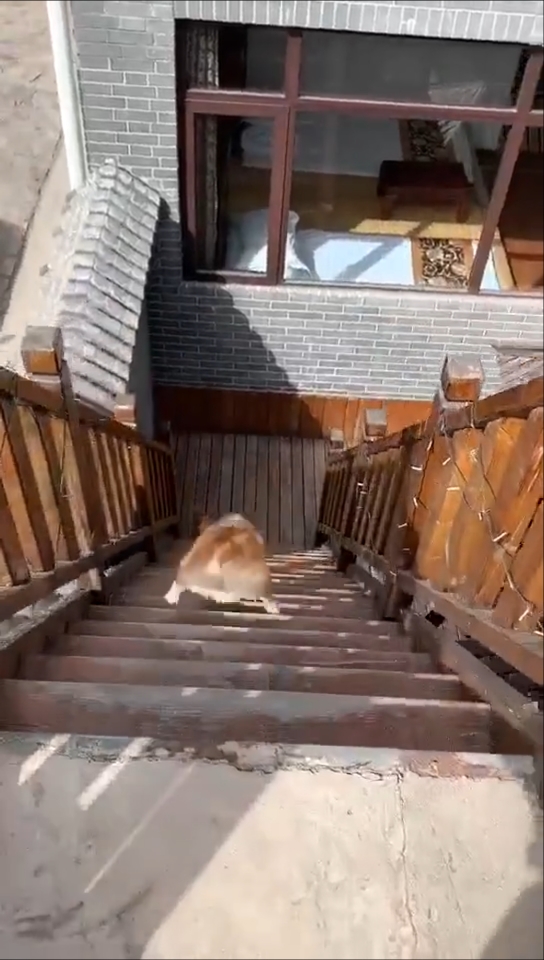 柯基原来是这样下楼梯的,连滚带爬