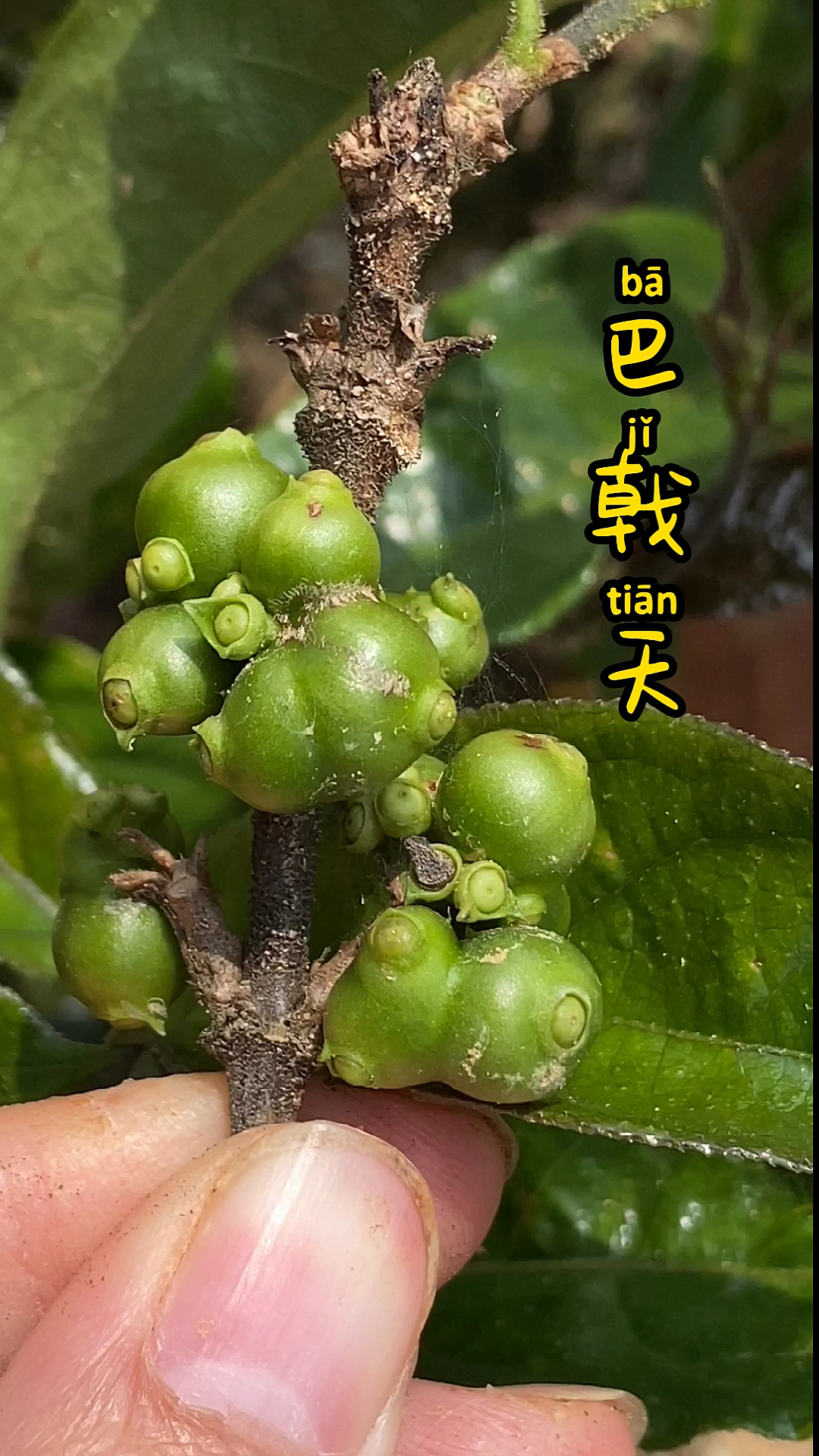 很多网友说看不清楚巴戟天的果实-度小视