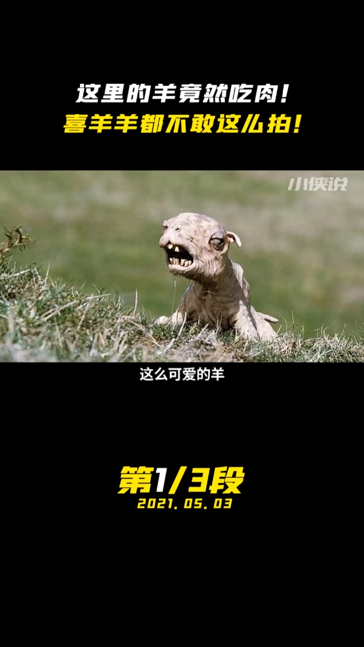 疯羊#绵阳变丧尸羊,会卖萌还会开车