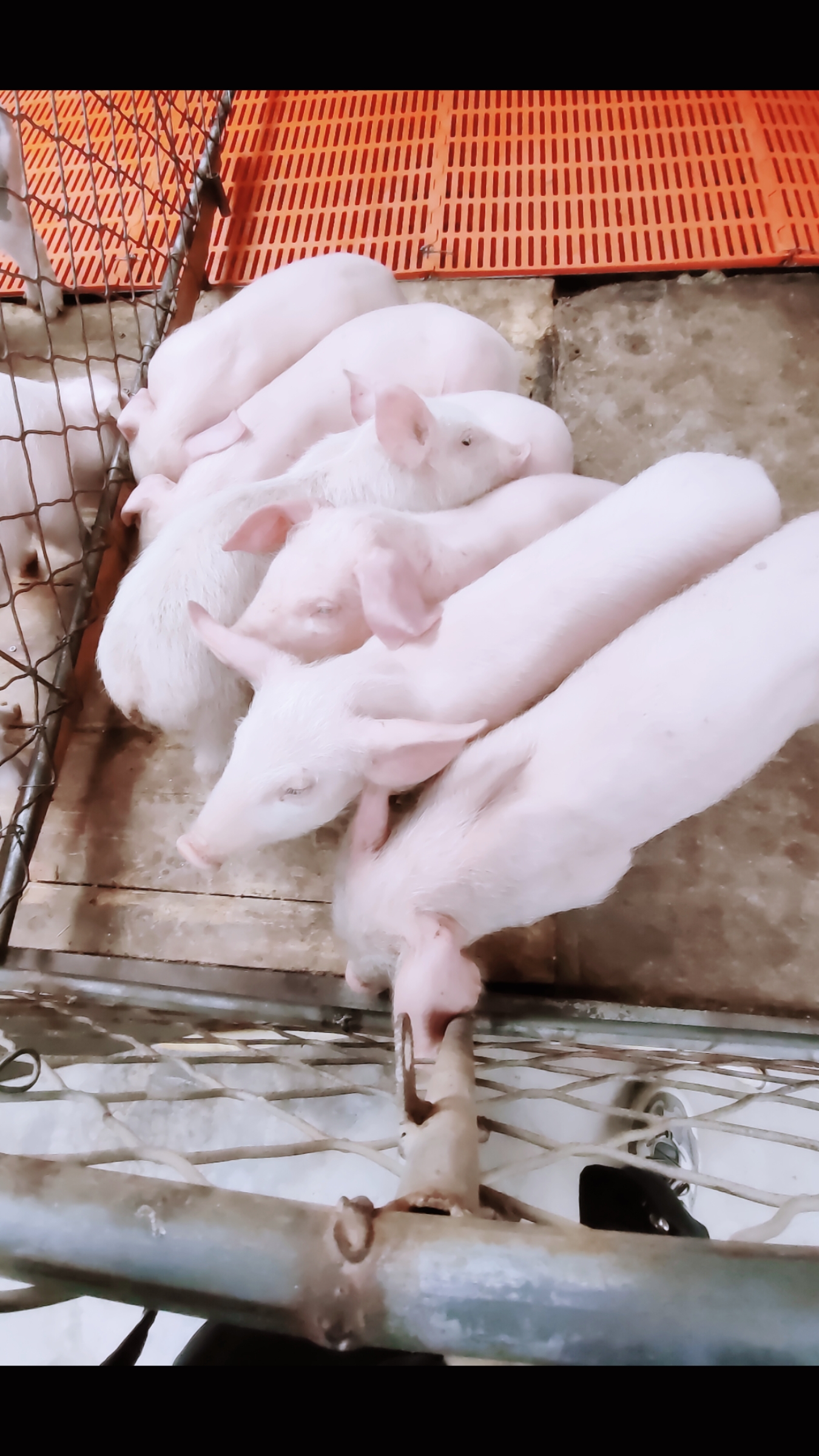 精品育肥猪苗