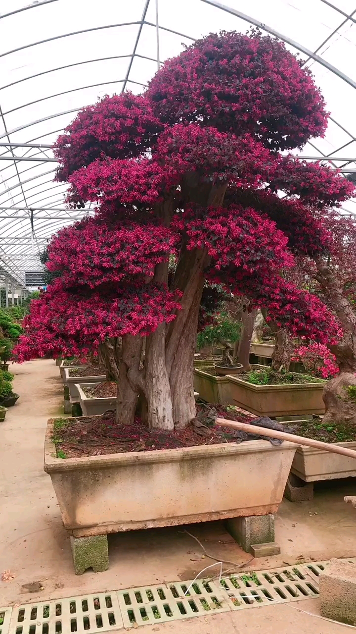 红花继木造型树,四季不落叶,红红火火,多季循环开花,适合庭院别墅农家