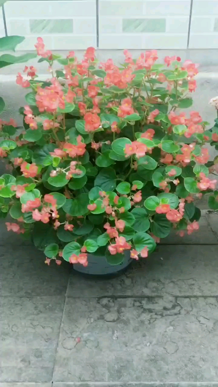 玻璃海棠花特别好养,剪个枝条一插就能活.